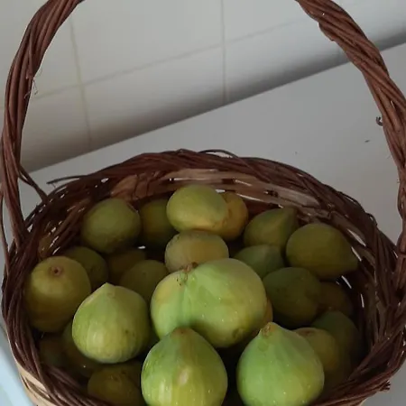 Del Conte * Santa Domenica (Vibo Valentia)