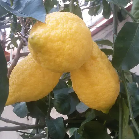 Del Conte Apartamento *