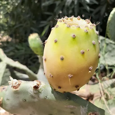 Apartamento Del Conte