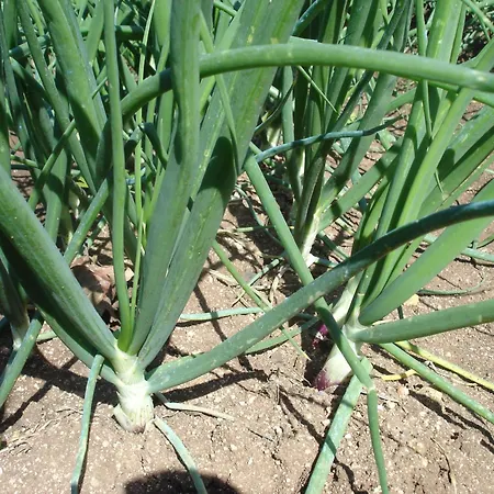 Del Conte Apartamento