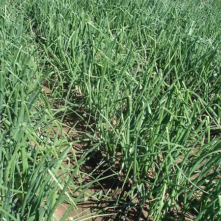 Del Conte Apartment Santa Domenica (Vibo Valentia)