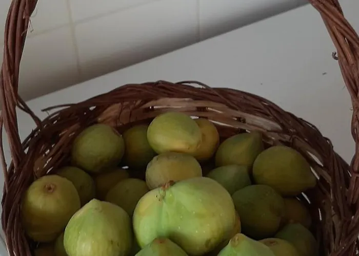 Del Conte * 圣多米尼卡