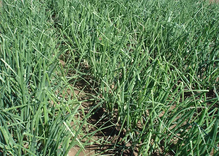 Del Conte 公寓 圣多米尼卡